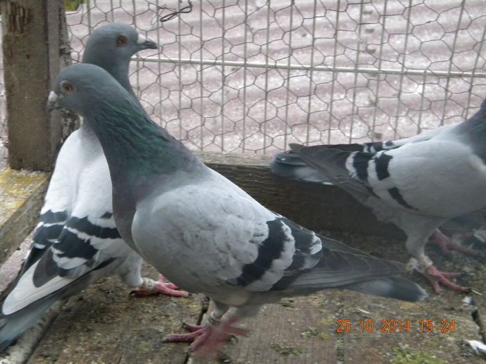DSCN4524