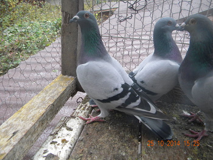 DSCN4529