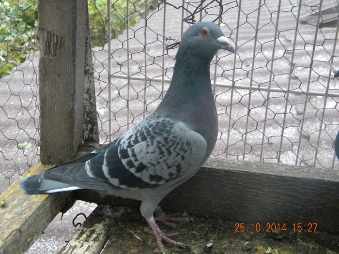 glodeanu anton