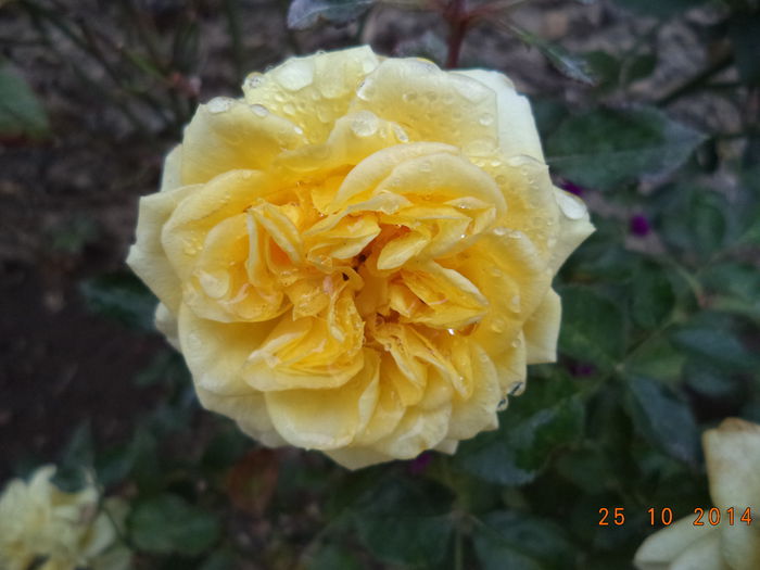 mini - Trandafiri 2014