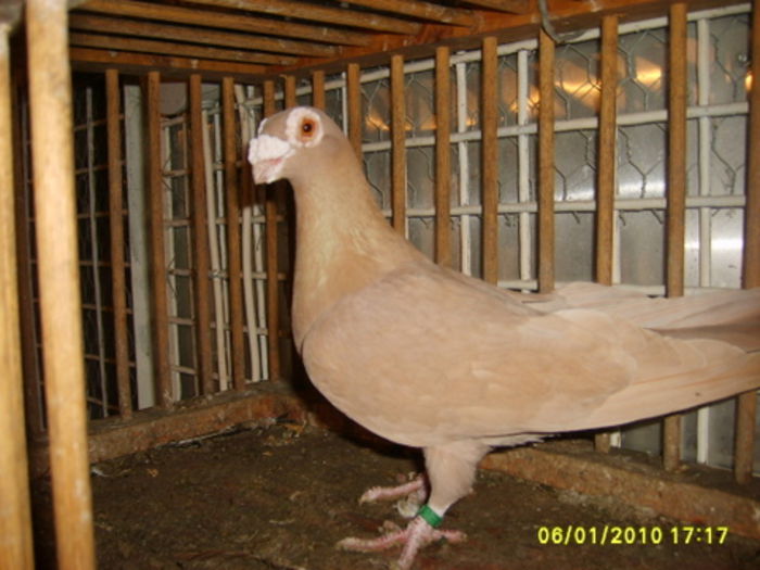 CARUNCULATI DE ORADEA