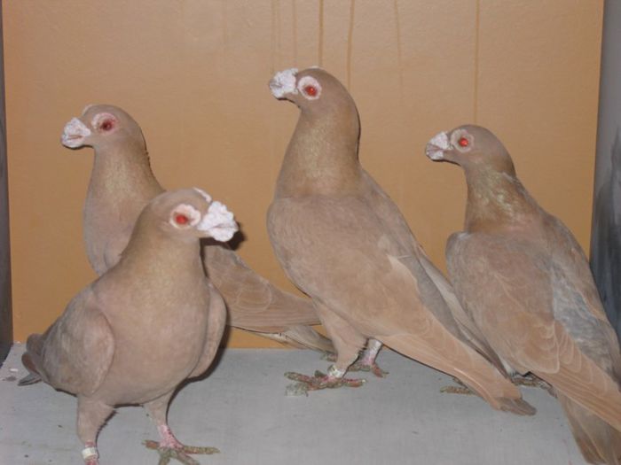 CARUNCULATI DE ORADEA