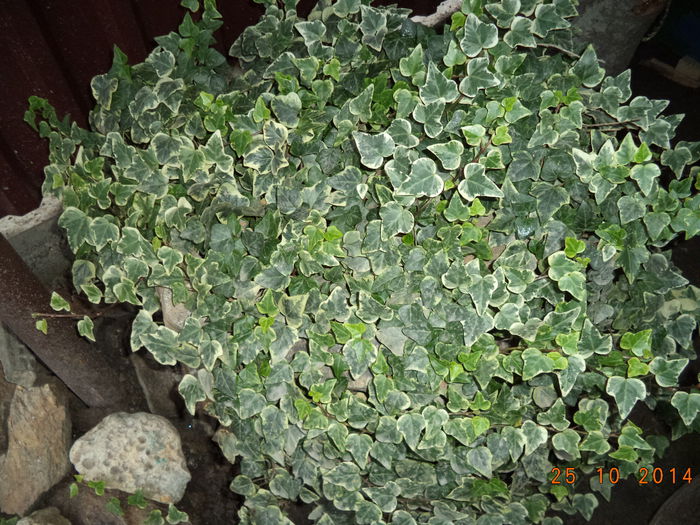 DSC01755