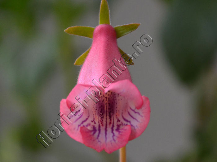 Sinningia Luci s Pink Fondant - GLOXINIA_SINNINGIA - Hibrizii mei -My hybrids