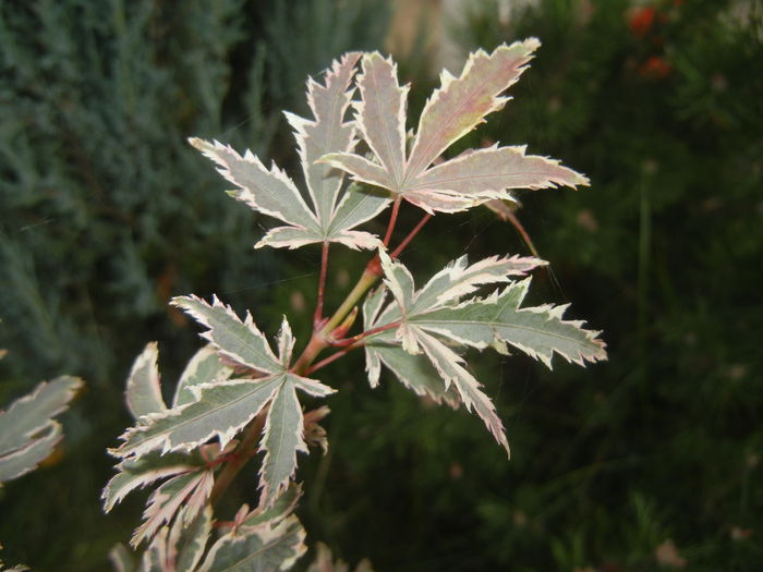 Acer palmatum Butterfly (2014, Oct.22) - Acer palmatum Butterfly