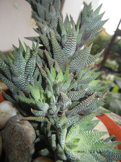 Haworthia baccata (2014, October 02) - Haworthia baccata