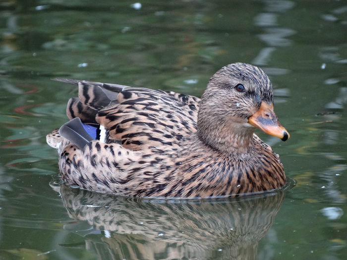 DSC02882 - Rate pitice