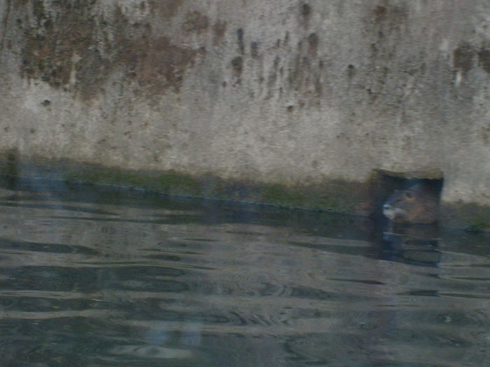 nutrii pe Ljubljanica