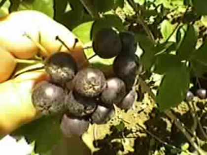 Aronia Melanocarpa Hugin; Aronia la al doilea an de fructificare.A fructificat din primul an de cand l-am achizitionat.
