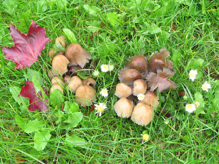 ciup-ciup-ciupercutee - Diverse 3 - Diverse