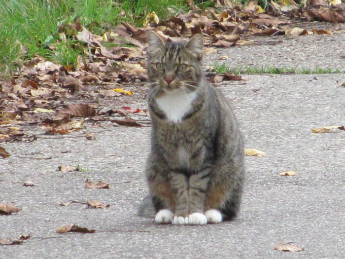 ciorapei - Diverse 3 - Diverse