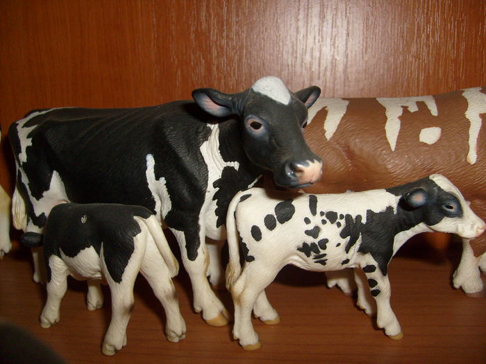Holstein cow & calfs