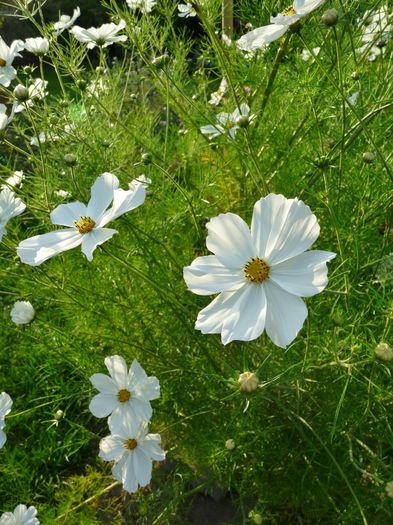 ; P1530815 (600x800)
