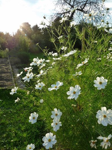 ; P1530818 (600x800)
