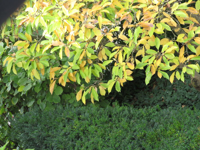 magnoliul - Diverse 2 - Gradina cu frunze