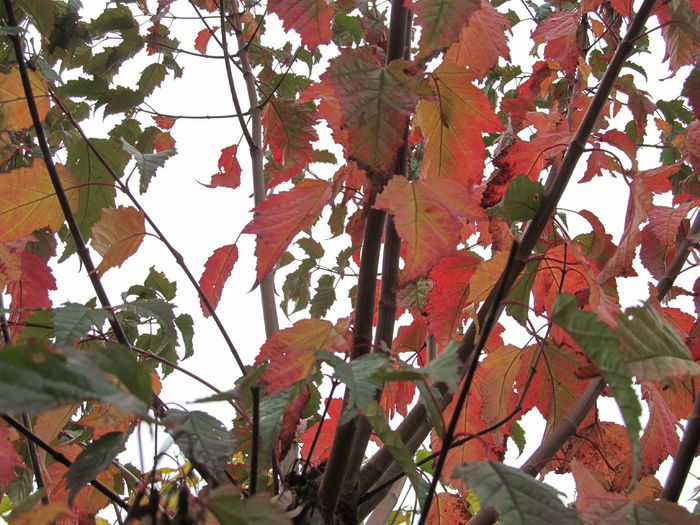  - Diverse 2 - Gradina cu frunze