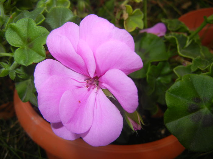 Lavender Ivy-Geranium (2014, Oct.22) - IVY-LEAVED Geranium Double