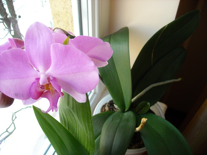 Orhidee Phalaenopsis - Florile mele