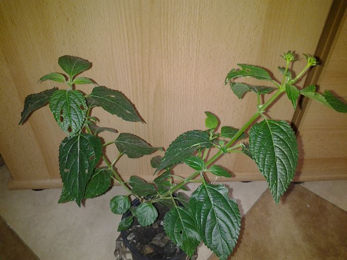 lantana cred portocalie:-)pt Dedteo.