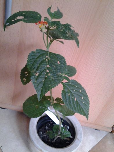 lantana portocalie pt.Camelia