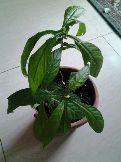 pachistachis pt.Camelia