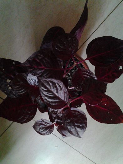 iresine pt.Camelia - provizoriu