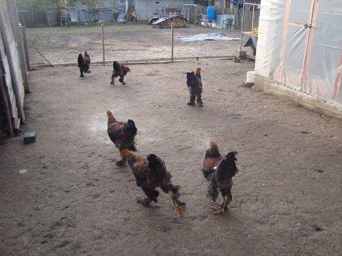 DSC04030
