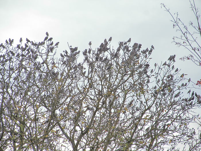  - Diverse 2 - Gradina cu frunze