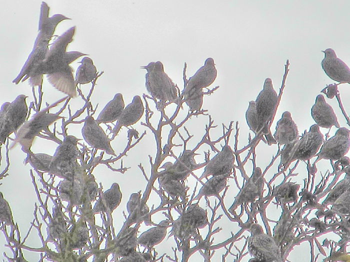  - Diverse 2 - Gradina cu frunze