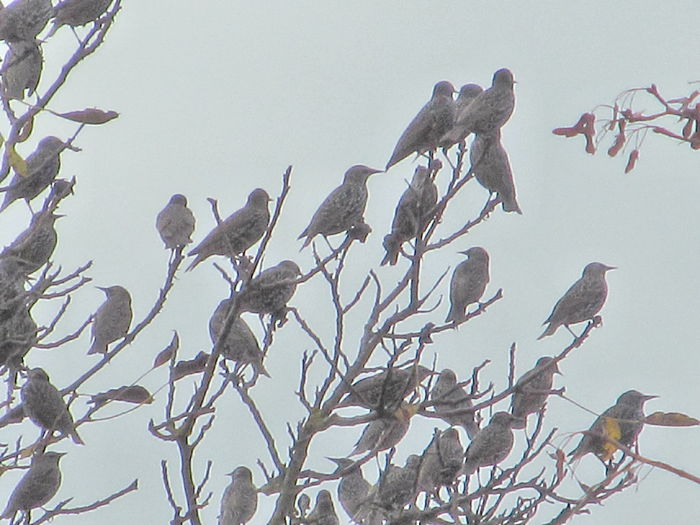  - Diverse 2 - Gradina cu frunze