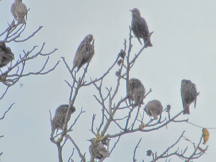  - Diverse 2 - Gradina cu frunze