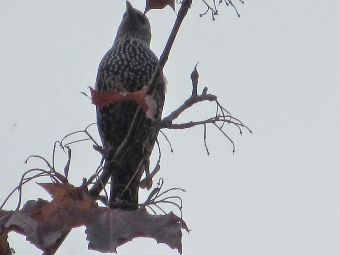 unul din numerosul grup calator - Diverse 2 - Gradina cu frunze