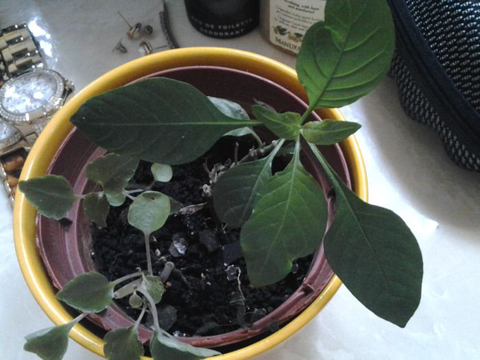 puiut crossandra rez.Maripi:-)