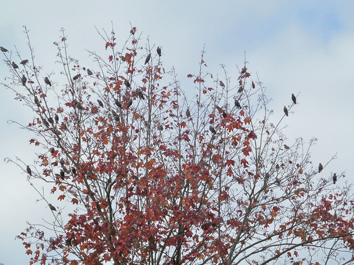 popas in arţarul roşu - Diverse 2 - Gradina cu frunze