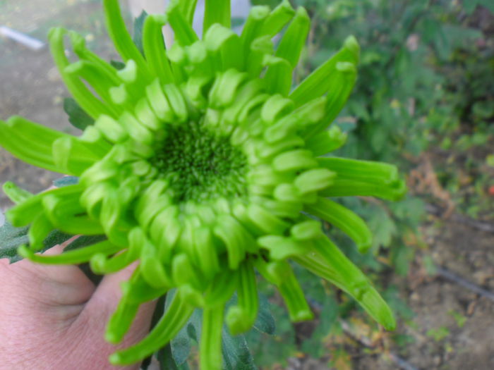 SAM_2385 - Butasi crizantema fideluta verde