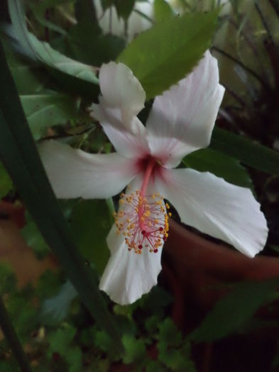 wings white - hibiscusi 2014