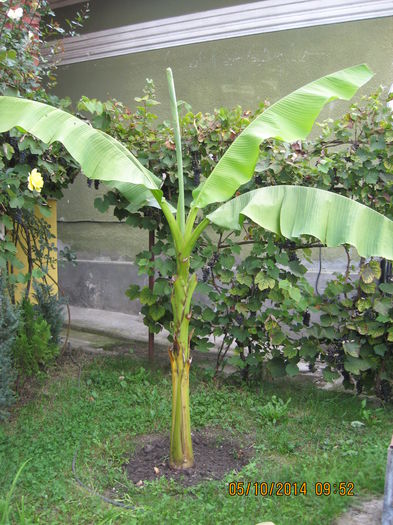 azi miine o sa intru la iernat. - Banan