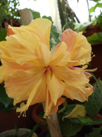 300 - hibiscusi 2014