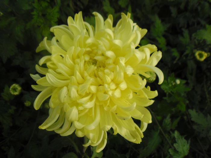 SAM_2358 - Crizantema Palisade Galben