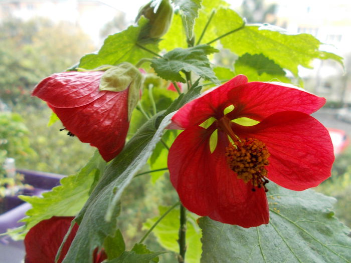 Picture 162 - Abutilon