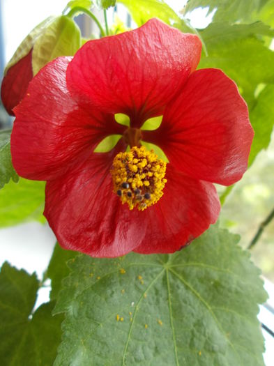 Picture 159 - Abutilon