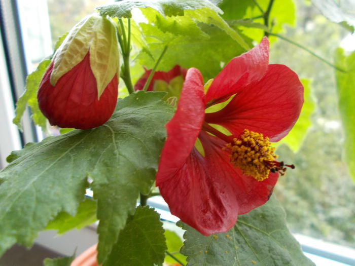 Picture 161 - Abutilon