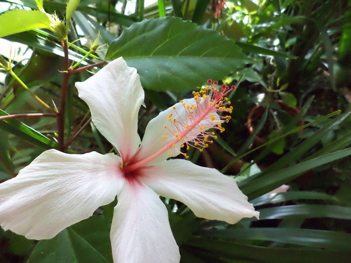 wings white - hibiscusi 2014
