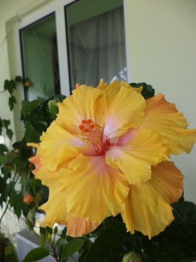 303 - hibiscusi 2014