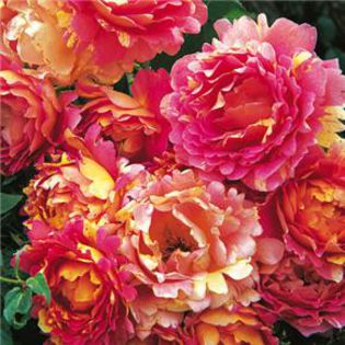 catalog-rose-des-cisterciens