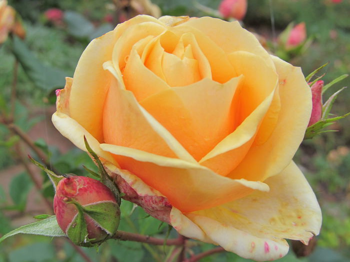 la vecinu 2 - Diverse 3 - Diverse