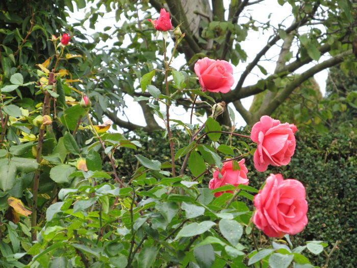 la vecinu 2 - Diverse 3 - Diverse