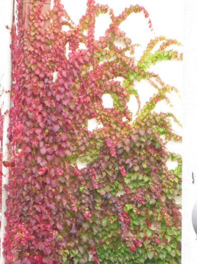 pe faţadă la vecinu3 - Diverse 3 - Diverse