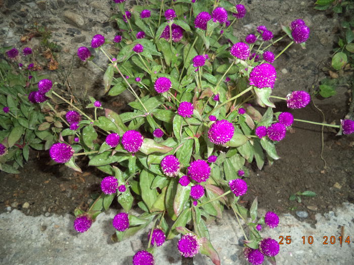 GOMPHRENA