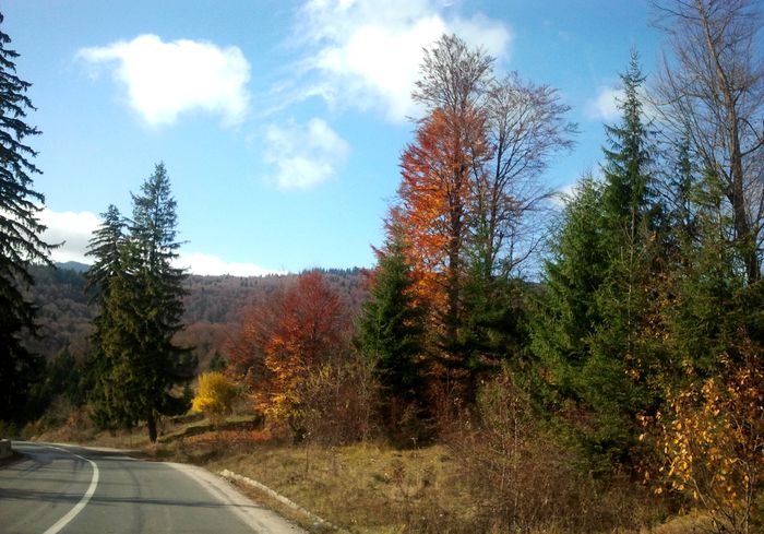 Drumul dinspre Sinaia spre Targoviste